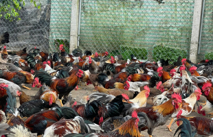 Gà tre thương phẩm 