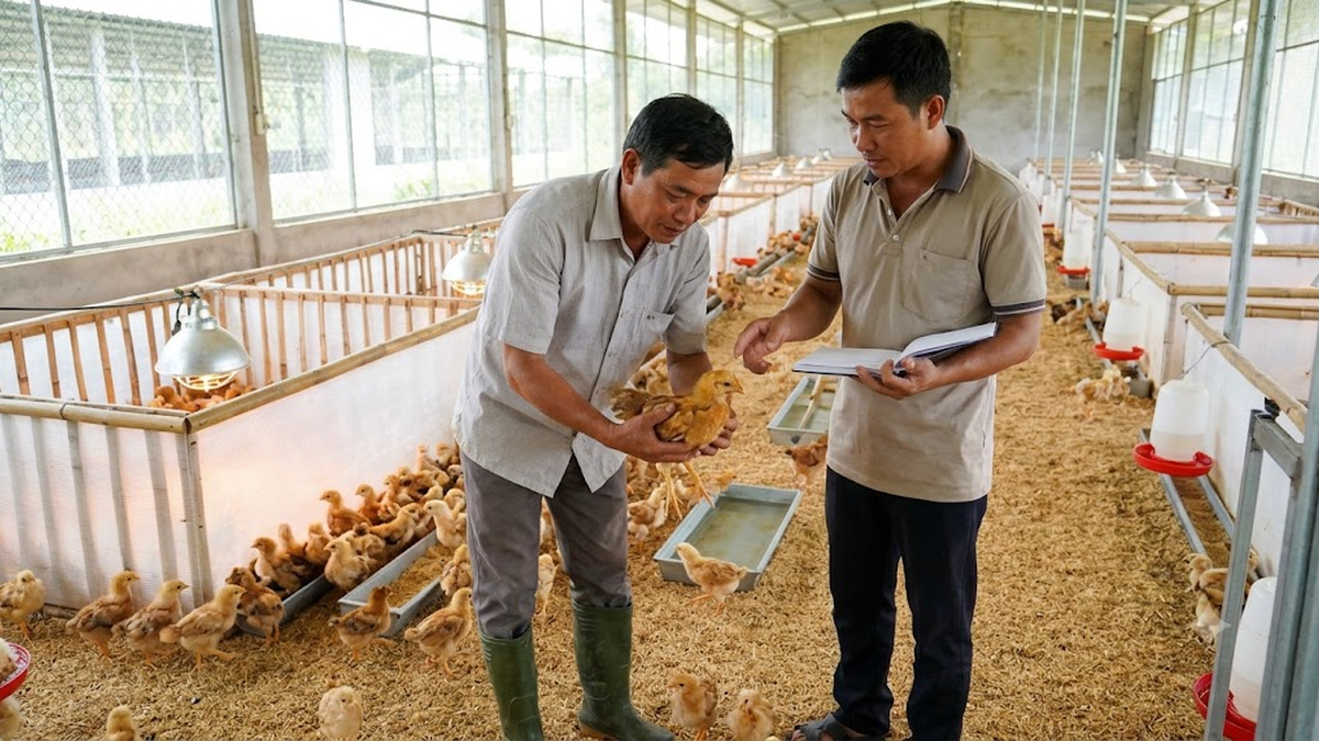 Tầm quan trọng của việc chọn cơ sở cung cấp gà giống uy tín