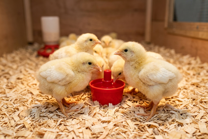 Quy trình chăm sóc trong 24 giờ đầu tiên