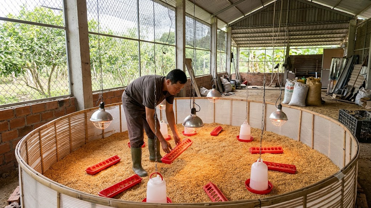 Chuẩn bị chuồng úm và điều kiện vi khí hậu