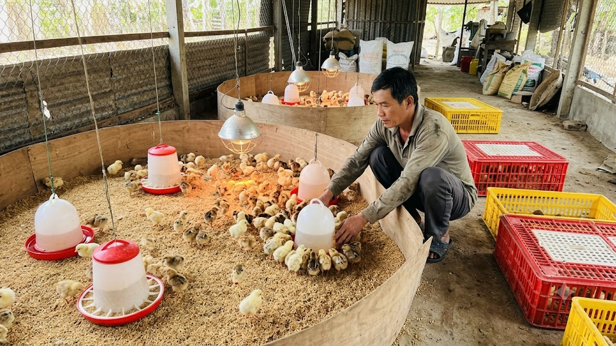 Những lưu ý khi vận chuyển và chăm sóc gà giống mới về