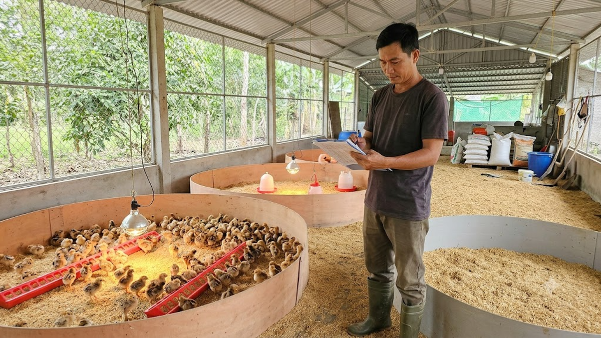 Các yếu tố quyết định thời điểm đặt gà giống
