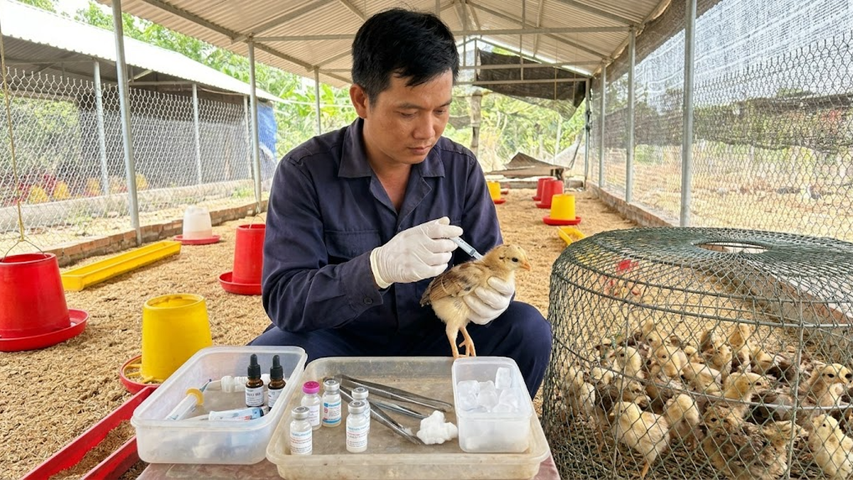 Gà giống đã được tiêm phòng những loại vaccine nào?